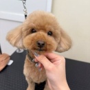 トリミングブログ