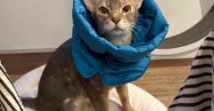 凸る、青ライオンさん