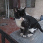 カイロ～天使たちの暮らす街～