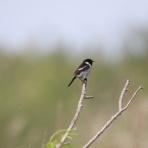 めだいの鳥メモ