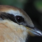 『投稿：BORG89EDによる野鳥５態　2022/01/24』の画像