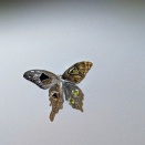 スプリングエフェメラル