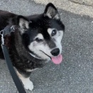 お母さんが整形外科に行ってる間に史跡公園で散歩させようと思ったのに・・・親の心子知らずとはこのこと