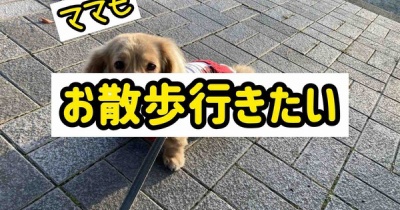 待ってろぼちぼち本気出す。