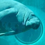 カイエのまにまに自由帳（旧 蓼食う虫もテキサス）