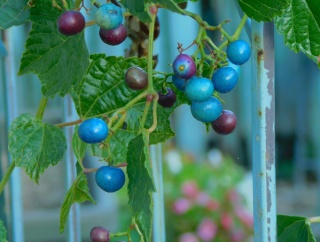 野ブドウの見納め