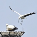 コウノトリ