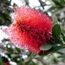 ＋αの植栽大研究　第4回