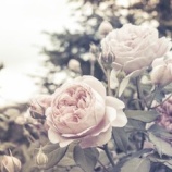 『急な別れ』の画像