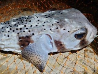 【画像】お前らもう釣りせんのか？