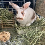 うさぎのきた道