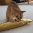 黄金のウツボと猫♪