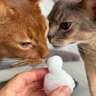 猫だるまちゃんとニャンコ