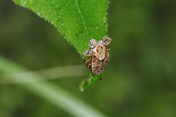 花鳥風枝 昆虫 クモ類 多足類 他