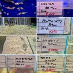 SONOアクアプランツファーム水草･海藻情報局