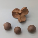 今日の拾い物　チャノキ　附キンカン