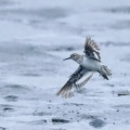 2026年9月6日の野鳥公園