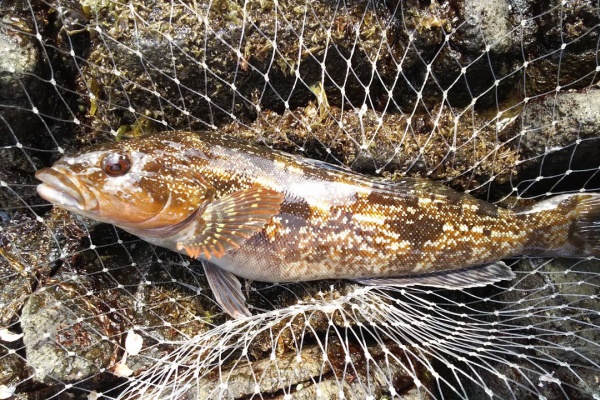 釣りする しろいたち 魚 アイナメ