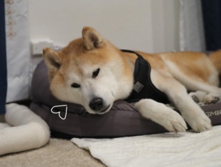 また猫にベッドを取られた犬 の 動画♪