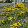 タンポポ街道