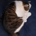 猫に小判を与えたら。 埋蔵金:千九百弐拾参両 結局ぅ寝ぇ~へんやんっ!