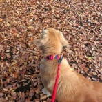 ちょいとそこログ