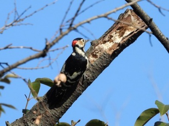 2026年2月4日の野鳥公園