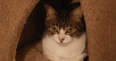 寒いと動かない猫。