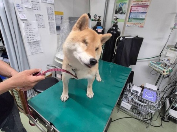 今日のクリニックでは、、、❤️‍🩹🐶❤️‍🩹😸❤️‍🩹