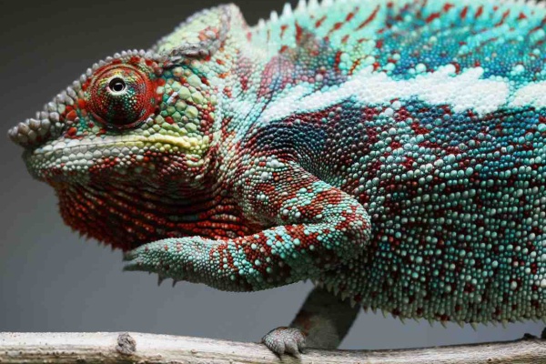 COLORS