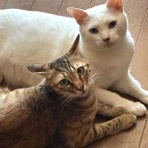しゃーねこ家のblog