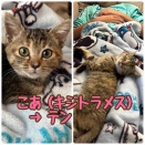 【譲渡成約】こあ→テン⭐︎おめでとう⭐︎