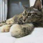 gomakina＆azutama