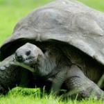 183歳のカメのジョナサン元気に、最高齢の動物 (NATIONAL GEOGRAPHIC)