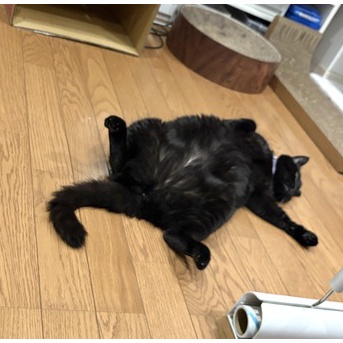 ソファーでは綺麗なポーズでくつろぐ猫たち