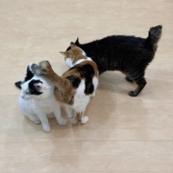 猫式最後の良心
