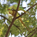 野鳥の観察を都内で