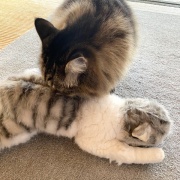 【猫写真】リアル猫ぬいぐるみと対面したマロちゃん