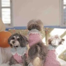 いちごタンク🍓着画♡