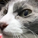 じゃれ合いの撮影時間は制限時間ありと猫に伝えたら・・・