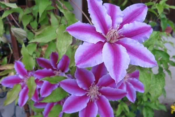 ミセスケイの薔薇コラム ドクターラッペル