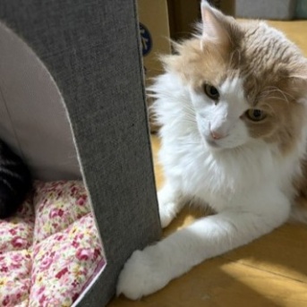 3歳の猫は順番待ちができるかな？