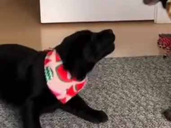 我が家にいる老犬はちょっと元気がない。新しく子犬がやってきた → 老犬はこうなった…