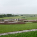『雨のグラウンドにキジが現れました』の画像