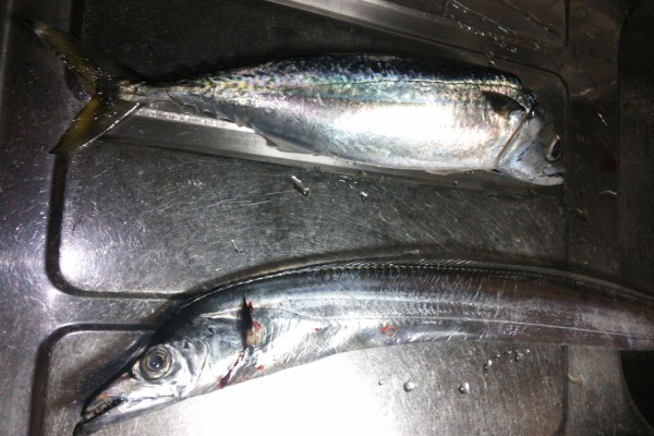 おでかけ日記 釣果