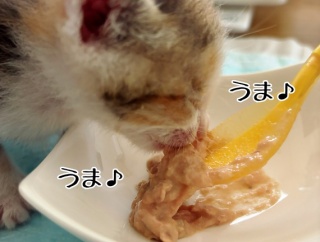 お池っ子の離乳食＆ケージデビュー