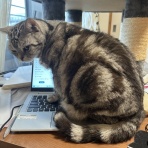 ねころぐ ～にゃんだかんだ幸せ猫多頭飼いの日々～