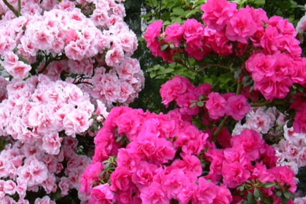 A Day In The Life 誕生日 誕生花