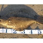 ありがとう鹿島灘サーフ２０１５年初水揚げ