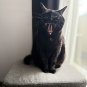 【猫写真】猫たちの昼寝の場所がかわりました